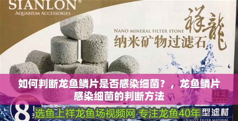 如何判斷龍魚鱗片是否感染細菌？，龍魚鱗片感染細菌的判斷方法