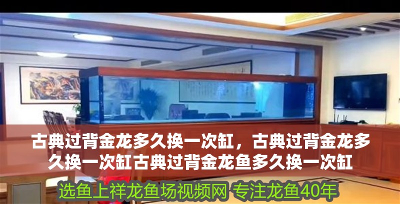 古典過背金龍多久換一次缸，古典過背金龍多久換一次缸古典過背金龍魚多久換一次缸