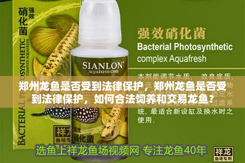 鄭州龍魚是否受到法律保護，鄭州龍魚是否受到法律保護，如何合法飼養和交易龍魚？