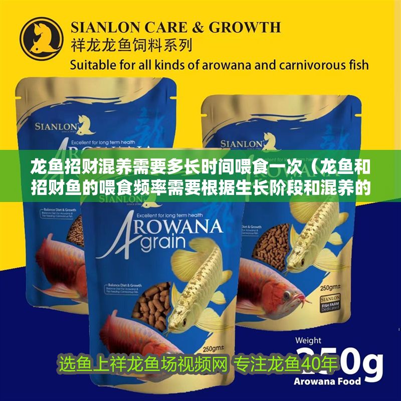 龍魚招財混養需要多長時間喂食一次（龍魚和招財魚的喂食頻率需要根據生長階段和混養的情況決定）