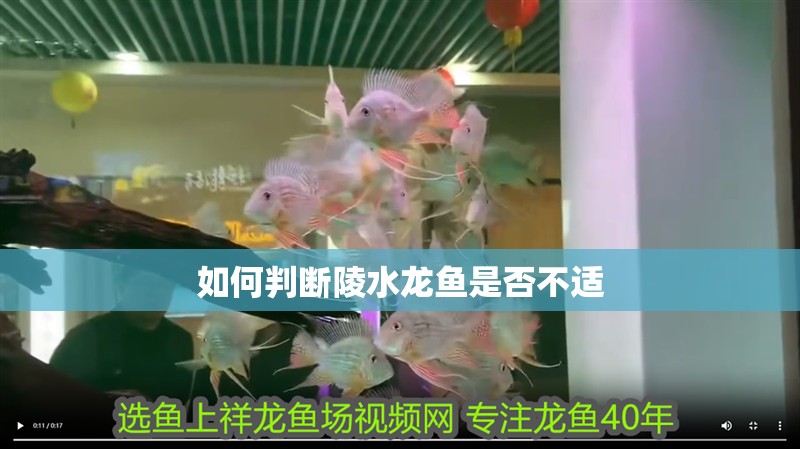 如何判斷陵水龍魚是否不適