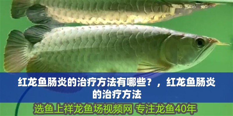 紅龍魚腸炎的治療方法有哪些？，紅龍魚腸炎的治療方法