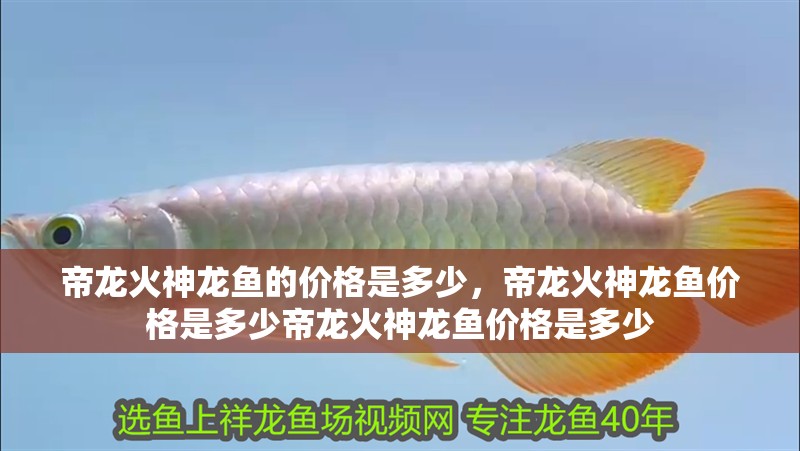帝龍火神龍魚的價格是多少，帝龍火神龍魚價格是多少帝龍火神龍魚價格是多少