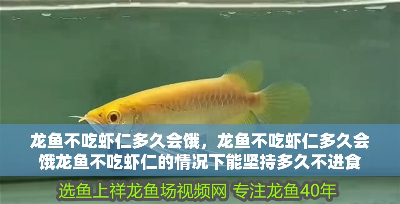 龍魚不吃蝦仁多久會餓，龍魚不吃蝦仁多久會餓龍魚不吃蝦仁的情況下能堅持多久不進食