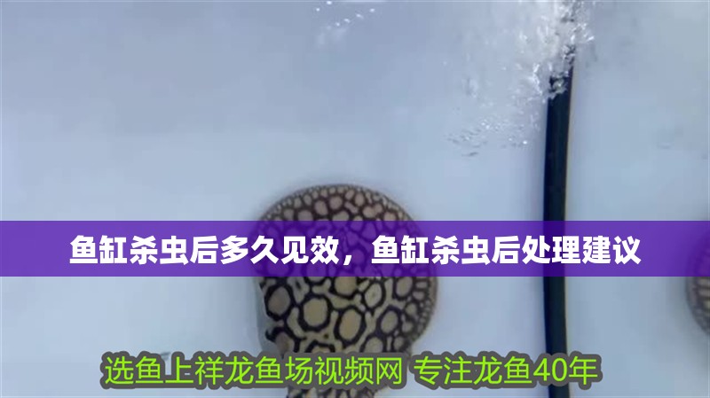 魚缸殺蟲后多久見效，魚缸殺蟲后處理建議