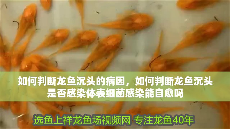 如何判斷龍魚沉頭的病因，如何判斷龍魚沉頭是否感染體表細菌感染能自愈嗎