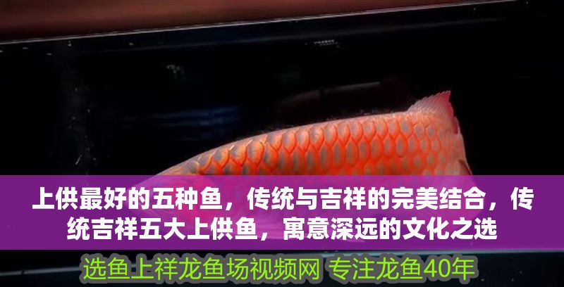 上供最好的五種魚(yú)，傳統(tǒng)與吉祥的完美結(jié)合，傳統(tǒng)吉祥五大上供魚(yú)，寓意深遠(yuǎn)的文化之選