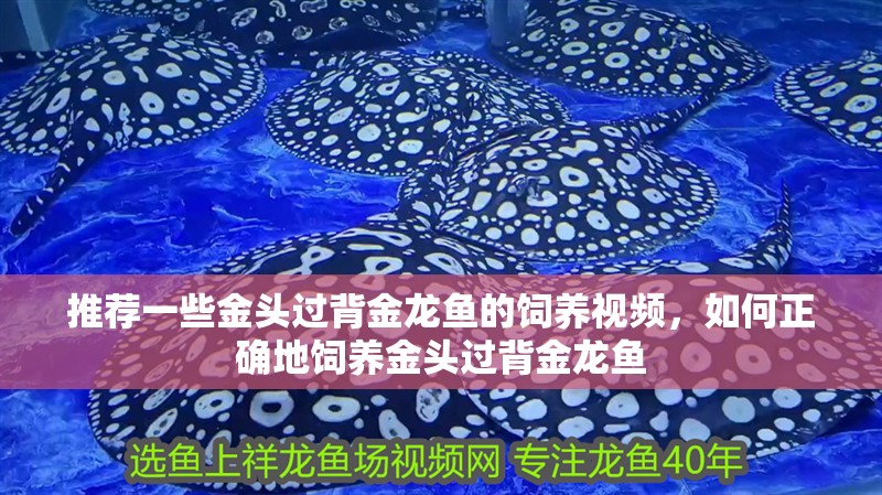 推薦一些金頭過背金龍魚的飼養(yǎng)視頻，如何正確地飼養(yǎng)金頭過背金龍魚