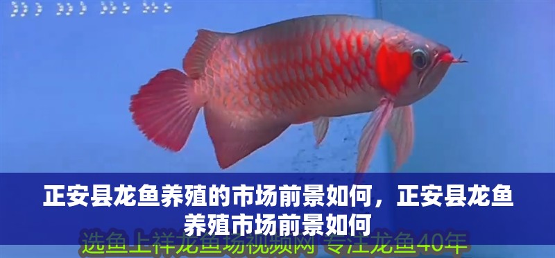 正安縣龍魚養殖的市場前景如何，正安縣龍魚養殖市場前景如何