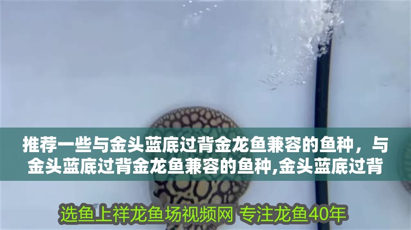 推薦一些與金頭藍底過背金龍魚兼容的魚種，與金頭藍底過背金龍魚兼容的魚種,金頭藍底過背金龍魚兼容的魚種