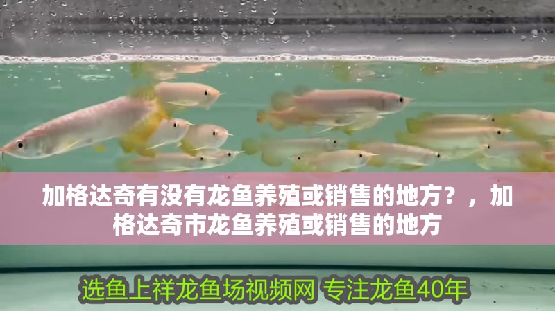 加格達奇有沒有龍魚養殖或銷售的地方？，加格達奇市龍魚養殖或銷售的地方