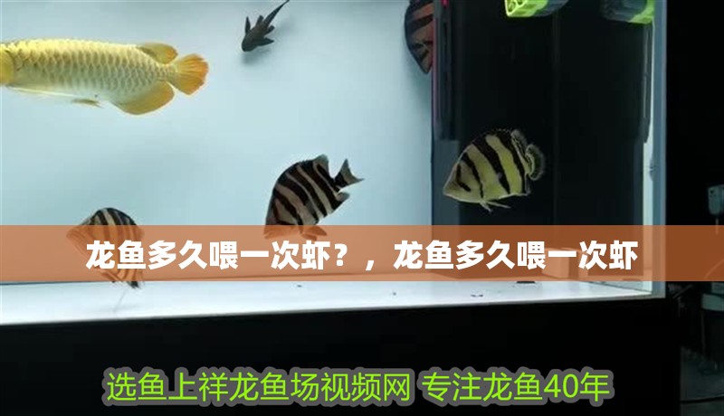 龍魚多久喂一次蝦？，龍魚多久喂一次蝦