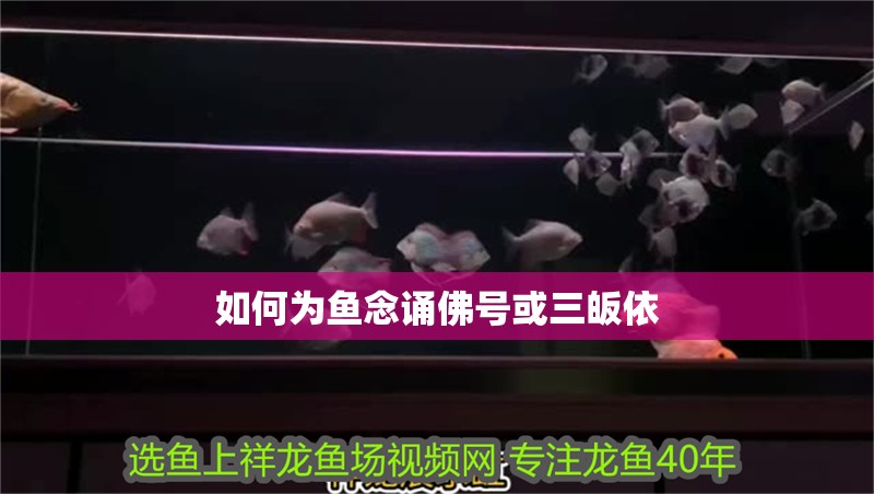 如何為魚念誦佛號或三皈依