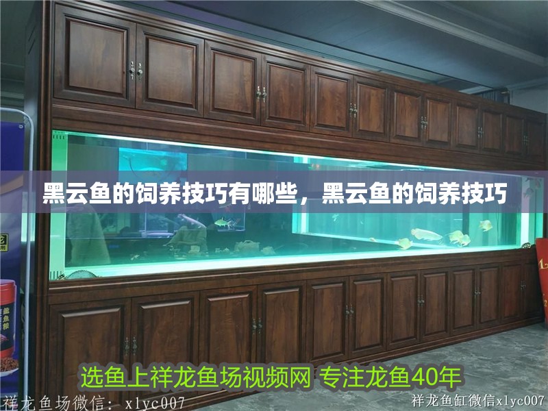 黑云魚的飼養(yǎng)技巧有哪些,黑云魚的飼養(yǎng)技巧