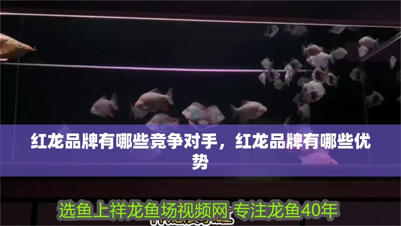 紅龍品牌有哪些競爭對手，紅龍品牌有哪些優勢