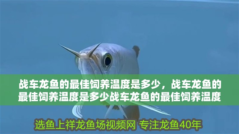 戰車龍魚的最佳飼養溫度是多少,戰車龍魚的最佳飼養溫度是多少戰車龍魚的最佳飼養溫度是多少