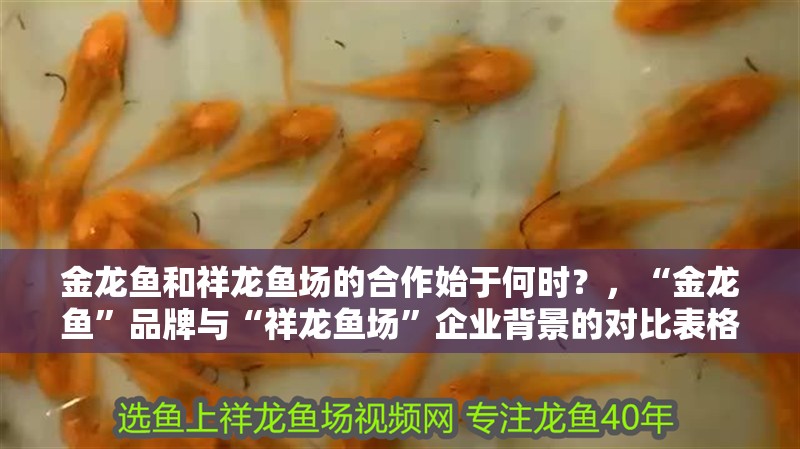 金龍魚和祥龍魚場的合作始于何時?,“金龍魚”品牌與“祥龍魚場”企業背景的對比表格