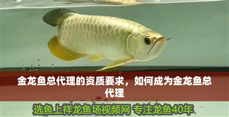 金龍魚總代理的資質(zhì)要求，如何成為金龍魚總代理