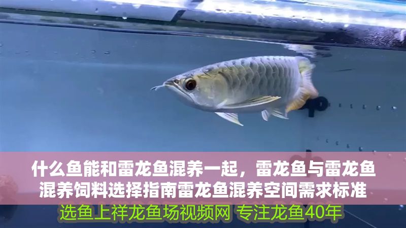什么魚能和雷龍魚混養(yǎng)一起，雷龍魚與雷龍魚混養(yǎng)飼料選擇指南雷龍魚混養(yǎng)空間需求標(biāo)準(zhǔn)