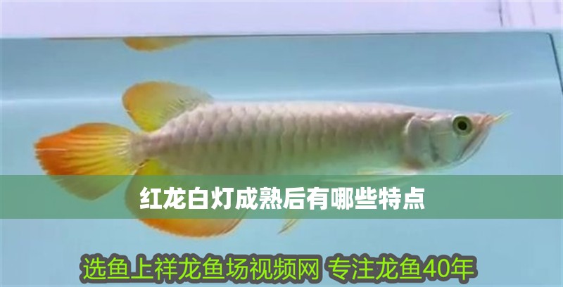 紅龍白燈成熟后有哪些特點