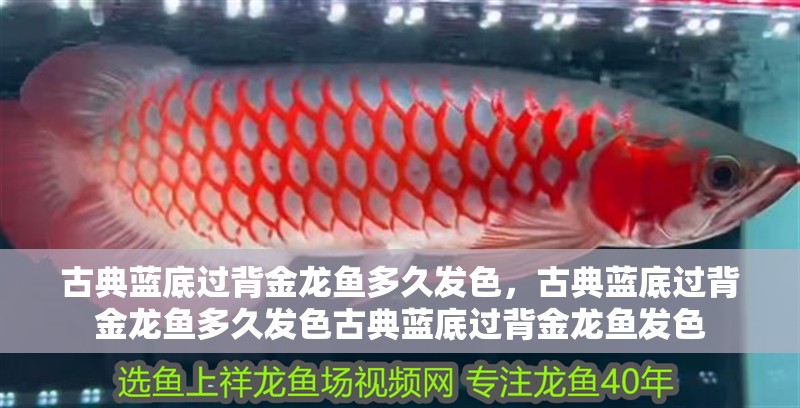 古典藍底過背金龍魚多久發(fā)色,古典藍底過背金龍魚多久發(fā)色古典藍底過背金龍魚發(fā)色