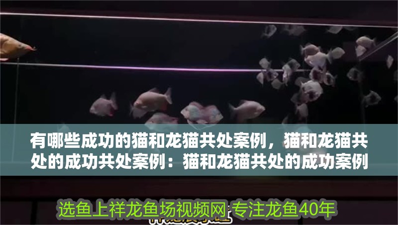 有哪些成功的貓和龍貓共處案例，貓和龍貓共處的成功共處案例：貓和龍貓共處的成功案例