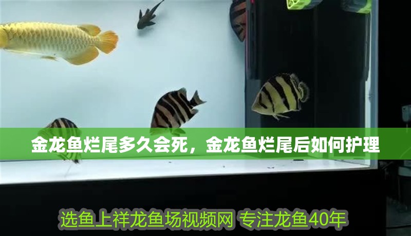 金龍魚爛尾多久會死，金龍魚爛尾后如何護理
