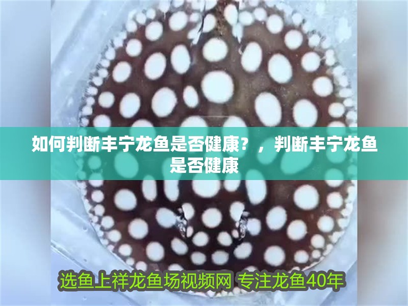 如何判斷豐寧龍魚是否健康？，判斷豐寧龍魚是否健康