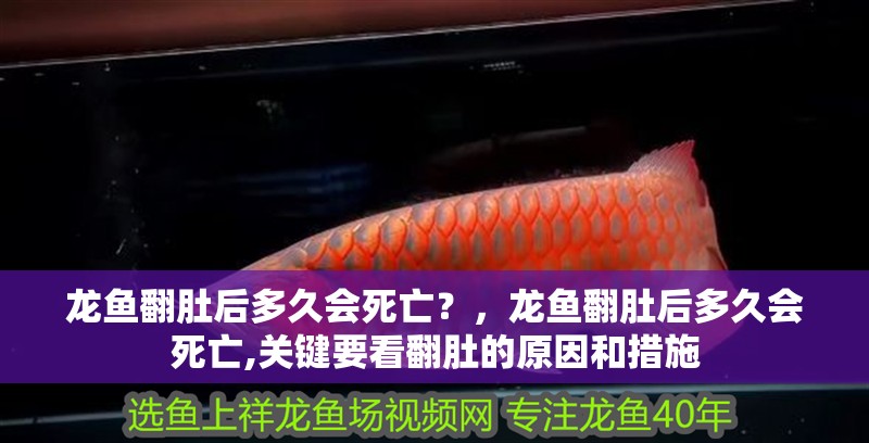 龍魚翻肚后多久會(huì)死亡？，龍魚翻肚后多久會(huì)死亡,關(guān)鍵要看翻肚的原因和措施