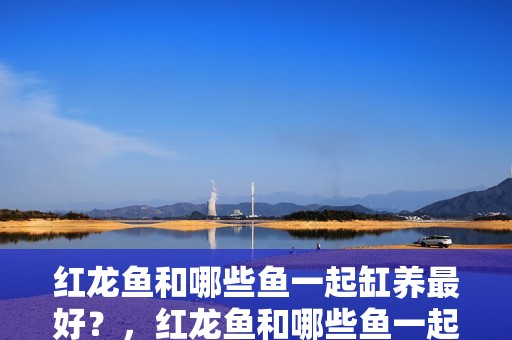 紅龍魚和哪些魚一起缸養(yǎng)最好？，紅龍魚和哪些魚一起養(yǎng)最好？