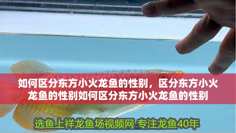 如何區分東方小火龍魚的性別，區分東方小火龍魚的性別如何區分東方小火龍魚的性別