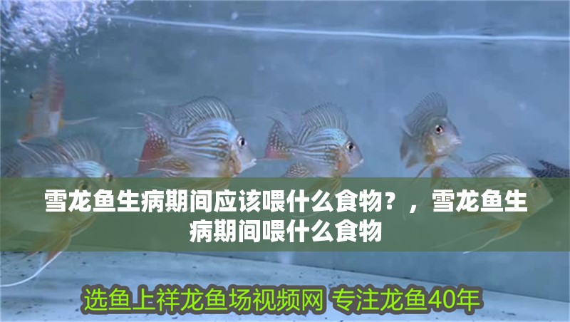 雪龍魚生病期間應該喂什么食物？，雪龍魚生病期間喂什么食物
