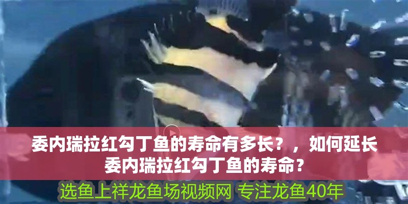 委內(nèi)瑞拉紅勾丁魚的壽命有多長？，如何延長委內(nèi)瑞拉紅勾丁魚的壽命？
