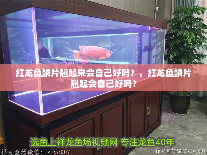 紅龍魚鱗片翹起來會自己好嗎？，紅龍魚鱗片翹起會自己好嗎？