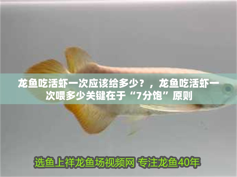 龍魚吃活蝦一次應該給多少？，龍魚吃活蝦一次喂多少關鍵在于“7分飽”原則