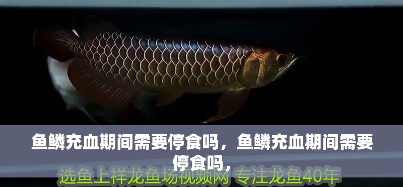魚鱗充血期間需要停食嗎，魚鱗充血期間需要停食嗎，
