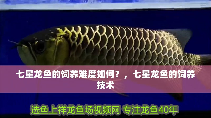 七星龍魚的飼養難度如何？，七星龍魚的飼養技術