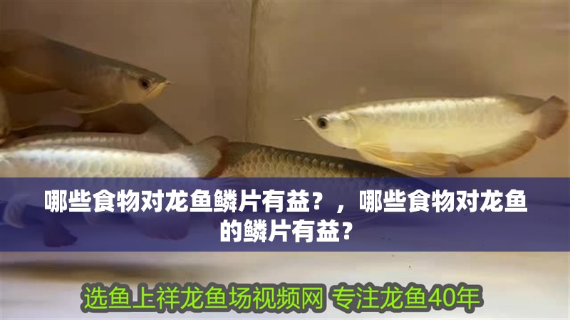 哪些食物對龍魚鱗片有益?,哪些食物對龍魚的鱗片有益?