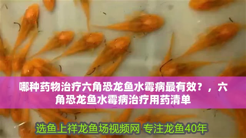 哪種藥物治療六角恐龍魚水霉病最有效？，六角恐龍魚水霉病治療用藥清單