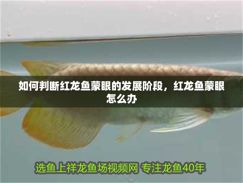 如何判斷紅龍魚蒙眼的發(fā)展階段，紅龍魚蒙眼怎么辦