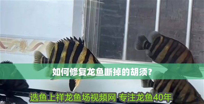 如何修復龍魚斷掉的胡須?