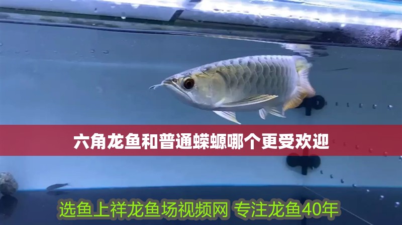 六角龍魚和普通蠑螈哪個(gè)更受歡迎