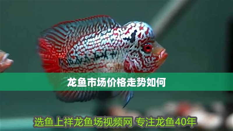 龍魚市場價格走勢如何