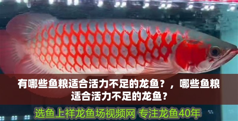 有哪些魚糧適合活力不足的龍魚?,哪些魚糧適合活力不足的龍魚?