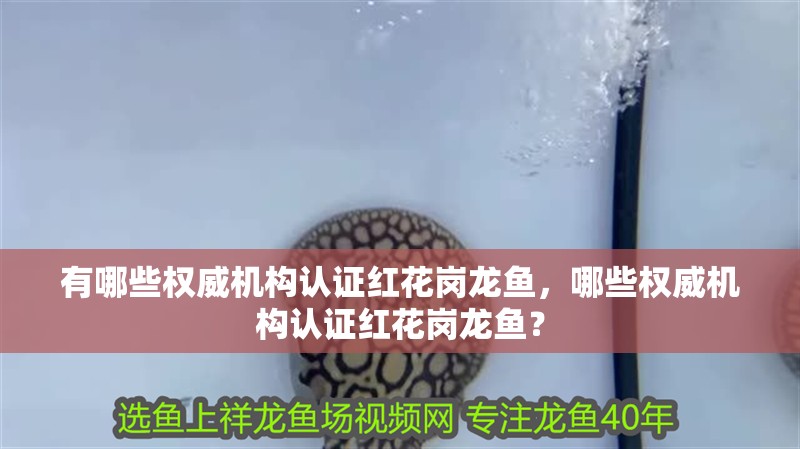 有哪些權威機構認證紅花崗龍魚，哪些權威機構認證紅花崗龍魚？