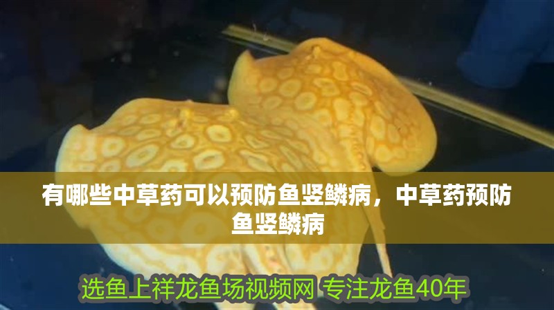 有哪些中草藥可以預防魚豎鱗病，中草藥預防魚豎鱗病