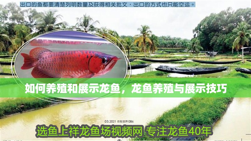 如何養(yǎng)殖和展示龍魚(yú)，龍魚(yú)養(yǎng)殖與展示技巧