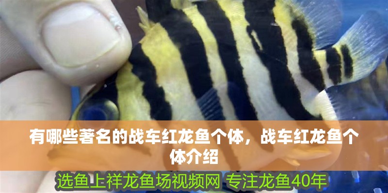有哪些著名的戰車紅龍魚個體，戰車紅龍魚個體介紹