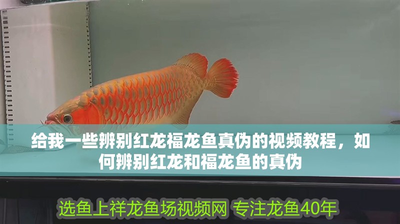 給我一些辨別紅龍福龍魚真偽的視頻教程，如何辨別紅龍和福龍魚的真偽
