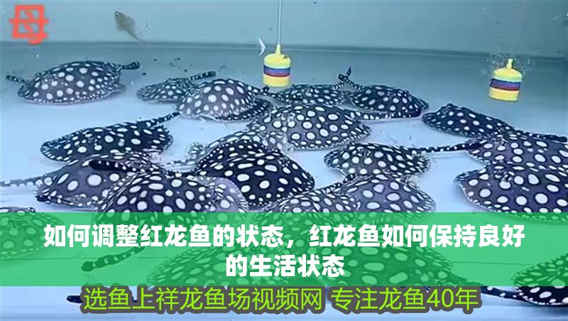 如何調整紅龍魚的狀態，紅龍魚如何保持良好的生活狀態